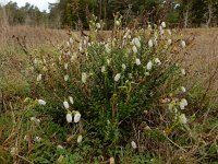 Daboecia cantabrica 5, Saxifraga-Ed Stikvoort