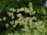 Dactylis glomerata 10, Kropaar, Saxifraga-Ed Stikvoort