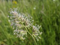 Flowering Cock's-foot grass (Dactylis glomerata)  Flowering Cock's-foot grass (Dactylis glomerata) : Dactylis glomerata, cock's-foot, orchard grass, cat grass, grass, flower, flowering, flower head, growth, stamen, in flower, flowers, grasses, nature, natural, in bloom, blooming, spring, springtime, summer, summrtime, nobody, no people, rural scene, stamens