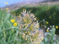 Dactylis glomerata 2, Kropaar, Saxifraga-Jasenka Topic