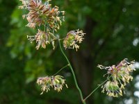 Dactylis glomerata 6, Kropaar, Saxifraga-Ed Stikvoort