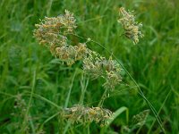 Dactylis glomerata 7, Kropaar, Saxifraga-Ed Stikvoort