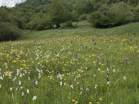 Dactylorhiza elata, Robust Marsh Orchid