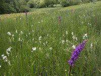 Dactylorhiza elata 10, Grote rietorchis, Saxifraga-Willem van Kruijsbergen