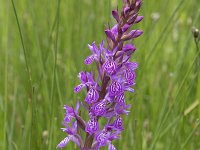 Dactylorhiza elata 5, Grote rietorchis, Saxifraga-Willem van Kruijsbergen