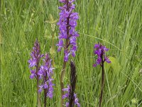 Dactylorhiza elata 6, Grote rietorchis, Saxifraga-Willem van Kruijsbergen