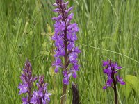 Dactylorhiza elata 7, Grote rietorchis, Saxifraga-Willem van Kruijsbergen