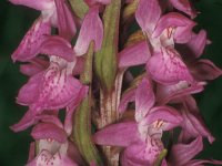 Dactylorhiza elata ssp sesquipedalis 12, Saxifraga-Hans Dekker