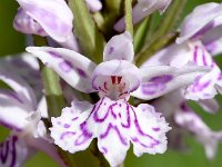 Dactylorhiza fuchsii 76, Bosorchis, Saxifraga-Sonja Bouwman  1013. Bosorchis - Dactylorhiza fuchsii - Orchidaeceae familie (i)