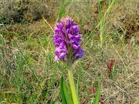 Dactylorhiza incarnata 121, Vleeskleurige orchis, Saxifraga-Hans Grotenhuis