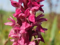 Dactylorhiza incarnata ssp coccinea 115, Steenrode orchis, Saxifraga-Ed Stikvoort