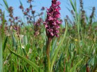 Dactylorhiza incarnata ssp coccinea 117, Steenrode orchis, Saxifraga-Ed Stikvoort