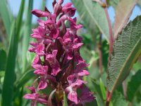 Dactylorhiza incarnata ssp coccinea 118, Steenrode orchis, Saxifraga-Ed Stikvoort