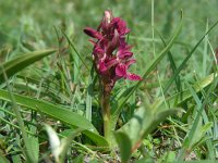 Dactylorhiza incarnata ssp coccinea 120, Steenrode orchis, Saxifraga-Ed Stikvoort