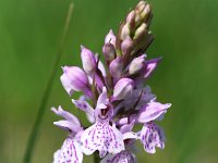 Dactylorhiza maculata ssp maculata 134, Gevlekte orchis, Saxifraga-Sonja Bouwman  744. Gevlekte orchis - Dactylorhiza maculata ssp. maculata - Orchidaceae familie (i) Havelterberg