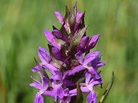 Dactylorhiza majalis 23, Brede orchis, Saxifraga-Sonja Bouwman  545. Brede orchis - Dactylorhiza majalis - Orchidaceae familie (i) Meijdendel, Drentsche Aa (Oudemolen)