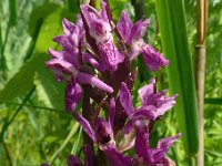 Dactylorhiza traunsteineri 6, Saxifraga-Hans Grotenhuis