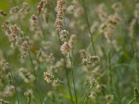 Dactylis glomerata 3, Kropaar, Saxifraga-Rudmer Zwerver