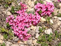 Daphne cneorum 36, Saxifraga-Luuk Vermeer