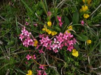 Daphne cneorum 1, Saxifraga-Dirk Hilbers