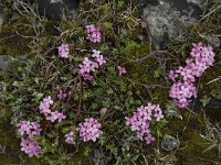 Daphne cneorum 11, Saxifraga-Willem van Kruijsbergen