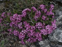 Daphne cneorum 12, Saxifraga-Willem van Kruijsbergen