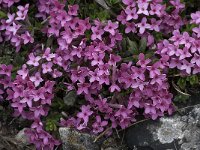 Daphne cneorum 13, Saxifraga-Willem van Kruijsbergen