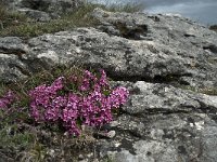 Daphne cneorum 14, Saxifraga-Willem van Kruijsbergen