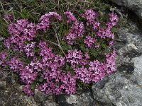 Daphne cneorum 16, Saxifraga-Willem van Kruijsbergen