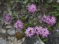 Daphne cneorum 17, Saxifraga-Willem van Kruijsbergen