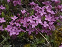 Daphne cneorum 18, Saxifraga-Willem van Kruijsbergen