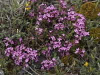 Daphne cneorum 19, Saxifraga-Willem van Kruijsbergen