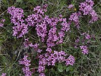 Daphne cneorum 25, Saxifraga-Willem van Kruijsbergen