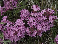 Daphne cneorum 26, Saxifraga-Willem van Kruijsbergen