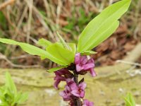 Daphne cneorum 28, Saxifraga-Rutger Barendse