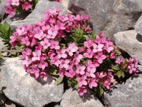 Daphne cneorum 29, Saxifraga-Harry Jans