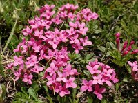 Daphne cneorum 30, Saxifraga-Harry Jans