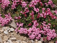 Daphne cneorum 32, Saxifraga-Harry Jans