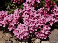 Daphne cneorum 33, Saxifraga-Harry Jans