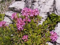 Daphne cneorum 34, Saxifraga-Luuk Vermeer