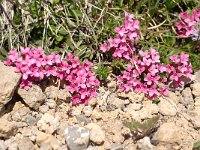 Daphne cneorum 35, Saxifraga-Luuk Vermeer