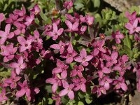 Daphne cneorum 4, Saxifraga-Jan van der Straaten