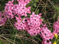 Daphne cneorum 6, Saxifraga-Jasenka Topic