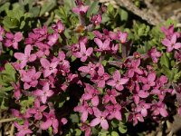 Daphne cneorum 9, Saxifraga-Jan van der Straaten