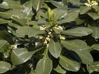 Daphne laureola ssp philippi 10, Saxifraga-Willem van Kruijsbergen