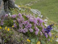 Daphne striata 24, Saxifraga-Luuk Vermeer