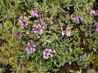 Daphne striata 27, Saxifraga-Luuk Vermeer