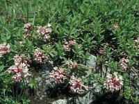 Daphne striata 30, Saxifraga-Jan van der Straaten