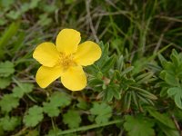 Dasiphora fruticosa 2, Struikganzerik, Saxifraga-Ed Stikvoort