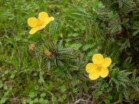 Dasiphora fruticosa 4, Struikganzerik, Saxifraga-Ed Stikvoort